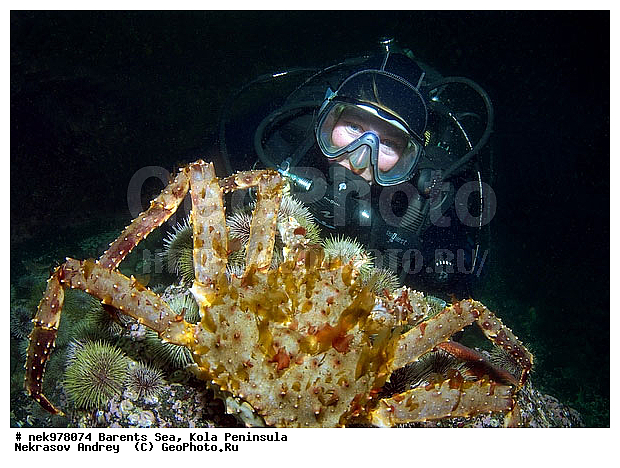 Paralithodes camtschaticus, �������, �������, �����������, �����������, �����������, �����������, ��������� ����, ������ ����, ���������� ����������� ����, ���������� ����, ����������� ������������, ��������, ����� ����, ����������, ����������, ����������, ���������� ����, �������� ���������, ����������� ����-����������, ��������� ���, ������������, ������, �������������, �����������, ������, ��������������, ���, ����, ������ �����, ������, ������, �����, �������������, ������, �������, ����� �������, ��������, ����� ����, ���������, �����������, ����������, ����������, ��������, ����������� ����, ����, �����, ������� ����������� ����, ������� �����, ������� ��������, ������� �����, ��������� ����, �����, ����������, ���������� ��� ����, ���, ���������, ��������� ����������, ���������, ���������, ���������, ��������� ����������, ���������, ��������� ���, ��������� �����, ��������, ��������, ��������, �����������, �����, ������, ��������, ��������, ��������, ������, ������� � ��������� ���, ������� � �������, �������� ����, ����������� ����