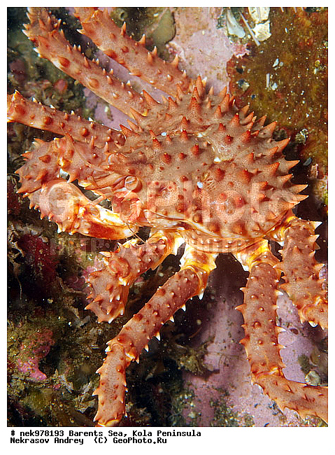 Paralithodes camtschaticus, �������, �������, �����������, �����������, �����������, �����������, ��������� ����, ������ ����, ���������� ����������� ����, ���������� ����, ����������� ������������, ��������, ����� ����, ����������, ����������, ����������, ���������� ����, �������� ���������, ����������� ����-����������, ��������� ���, ������������, ������, �������������, �����������, ������, ��������������, ���, ����, ������, ������ �����, ������, �������������, ������, �������, ����� �������, ��������, ����� ����, ���������, �����������, ����������, ����������, ��������, ����������� ����, ����, �����, ������� ����������� ����, ������� �����, ������� ��������, ������� �����, ��������� ����, �����, ����������, ���������� ��� ����, ���������, ��������� ����������, ���������, ���������, ���������, ��������� ����������, ���������, ��������� ���, ��������� �����, ��������, ��������, �����������, �����, ������, ��������, ��������, ��������, ������, �������� ����, ����������� ����