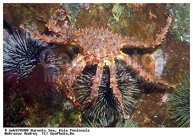 Echinoida, Euechinoidea, Leske, O. F. M�ller, Paralithodes camtschaticus, Strongylocentrotidae, Strongylocentrotus, Strongylocentrotus droebachiensis, �������, �������, �����������, �����������, �����������, �����������, ��������� ����, �������������, ������ ����, ���������� ����������� ����, ���������� ����, ����������� ������������, ��������, ��������, ����� ����, ����������, ����������, ����������, ���ё��� �������������������, ���ё��� ������� ё�, ���ё��� ������������������, ���������, ���������� ����, �������� ���������, ����������� ����-����������, ������� ���, ��������� ���, ������������, ������, ������������������, �������������, �����������, ������, ��������������, ���, ����, ������, ������ �����, ������, ������, �����, �������������, ������, �������, ��, ���, ����� �������, ��������, ����� ����, ���������, �����������, ����������, ����������, ��������, ����������� ����, ����, �����, ������� ����������� ����, ������� �����, ������� ��������, ������� �����, ������� ��, ��������� ����, �����, ����������, ���������� ��� ����, ���, ���������, ��������� ����������, ���������, ���������, ���������, ��������� ����������, ���������, ��������� ���, ��������� �����, ��������, ��������, �����������, �����, ������, ��������, ��������, ��������, ������, �������� ����, ����������� ����