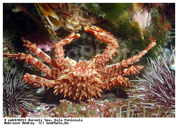 Echinoida, Euechinoidea, Leske, O. F. M�ller, Paralithodes camtschaticus, Strongylocentrotidae, Strongylocentrotus, Strongylocentrotus droebachiensis, �������, �������, �����������, �����������, �����������, �����������, ��������� ����, �������������, ������ ����, ���������� ����������� ����, ���������� ����, ����������� ������������, ��������, ��������, ����� ����, ����������, ����������, ����������, ���ё��� �������������������, ���ё��� ������� ё�, ���ё��� ������������������, ���������, ���������� ����, �������� ���������, ����������� ����-����������, ������� ���, ��������� ���, ������������, ������, ������������������, �������������, �����������, ������, ��������������, ���, ����, ������, ������ �����, ������, ������, �����, �������������, ������, �������, ��, ���, ����� �������, ��������, ����� ����, ���������, �����������, ����������, ����������, ��������, ����������� ����, ����, �����, ������� ����������� ����, ������� �����, ������� ��������, ������� �����, ������� ��, ��������� ����, �����, ����������, ���������� ��� ����, ���, ���������, ��������� ����������, ���������, ���������, ���������, ��������� ����������, ���������, ��������� ���, ��������� �����, ��������, ��������, �����������, �����, ������, ��������, ��������, ��������, ������, �������� ����, ����������� ����