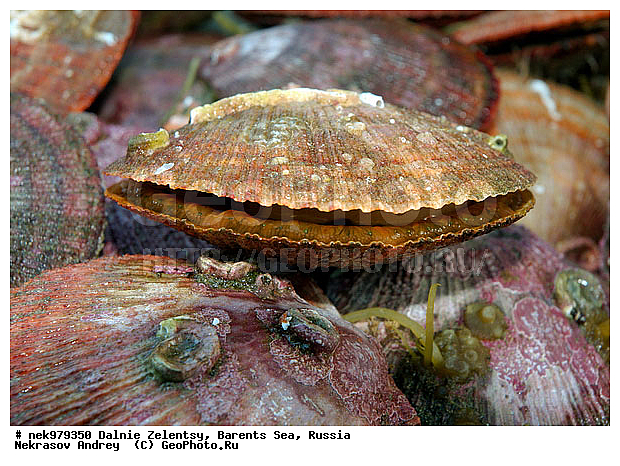 Ostreoida, Pectinidae, Pteriomorpha, Rafinesque, �������, �������, �����������, �����������, �����������, �����������, ���������, ��������� ����, ����������������, ���������������� �����, ���������������� ����, ������� �������, �������������, �������������, ��������, ����������, ����������, ����������, �������, ��������, �������� ����������, �������� ������, ��������, ������� ��������, ������� ��������, ������, ���������� �������, �������������, �������, �������, �����������, �����������, �����, ����� ������� �������, ��������, ��������, ����, ������� �������, �������������, �������������, ���������, �����, ���������, ����, ����, ������������, ������� �������, ������, ���������, ����������, ��������, ��������, �������, �������, ������� �������, ��������, �����, ������, ��������, ��������, ��������, ������, ���������, ��������, ��������, ��������, �������, ���