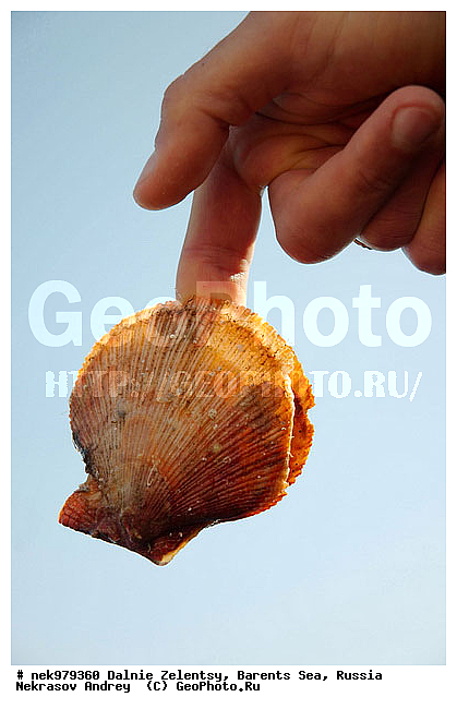 Ostreoida, Pectinidae, Pteriomorpha, Rafinesque, �������, �������, �����������, �����������, �����������, �����������, ���������, ��������� ����, ����������������, ���������������� �����, ���������������� ����, ������� �������, �������������, �������������, ��������, ����������, ����������, ����������, �������, ��������, �������� ����������, �������� ������, ��������, ������� ��������, ������� ��������, ������, ���������� �������, �������������, �������, �������, �����������, �����������, �����, ����� ������� �������, ��������, ��������, ����, ������� �������, �������������, �������������, ���������, �����, ���������, ����, ����, ������������, ������� �������, ������, ���������, ����������, ��������, ��������, �������, �������, ������� �������, ��������, �����, ������, ��������, ��������, ��������, ������, ���������