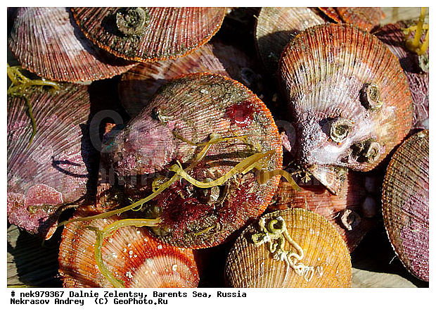 Ostreoida, Pectinidae, Pteriomorpha, Rafinesque, �������, �������, �����������, �����������, �����������, �����������, ���������, ��������� ����, ����������������, ���������������� �����, ���������������� ����, ������� �������, �������������, �������������, ��������, ����������, ����������, ����������, �������, ��������, �������� ����������, �������� ������, ��������, ������� ��������, ������� ��������, ������, ���������� �������, �������������, �������, �������, �����������, �����������, �����, ����� ������� �������, ��������, ��������, ����, ������� �������, �������������, �������������, ���������, �����, ���������, ����, ����, ������������, ������� �������, ������, ���������, ����������, ��������, ��������, �������, �������, ������� �������, ��������, �����, ������, ��������, ��������, ��������, ������, ���������, ��������, ��������, ��������, �������, ���