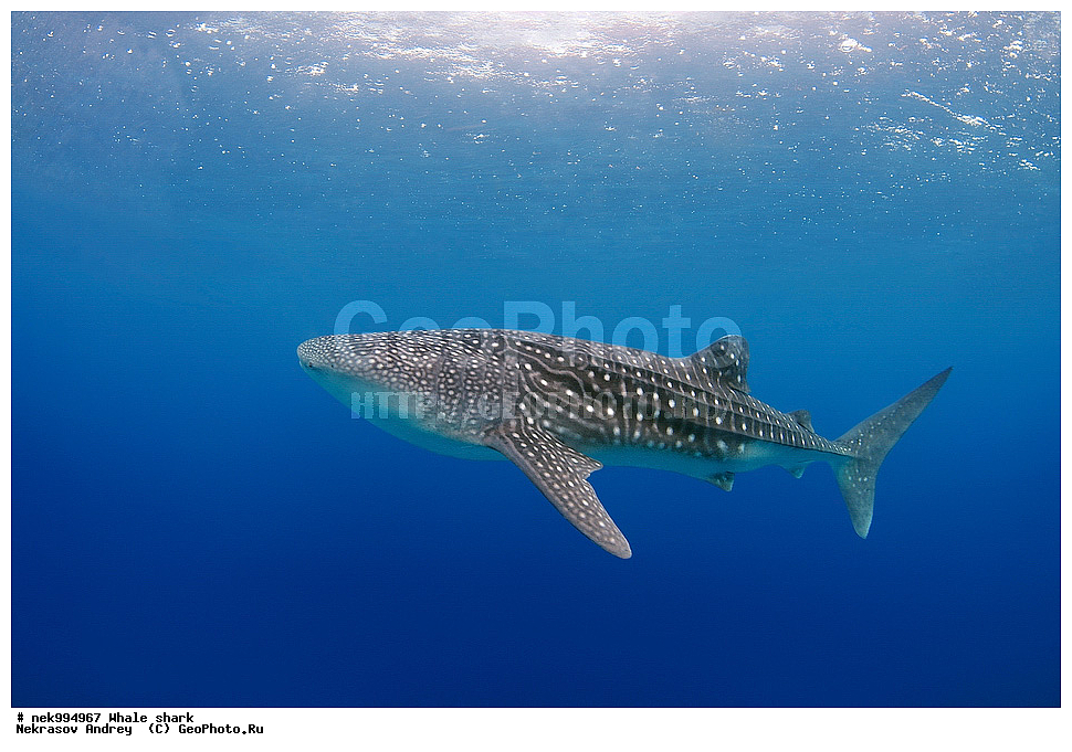 ����, ������� �����, �����, �����, ��������, ���������, ���������� ����, ����-�������, �����, ����, �����, ����������, �������, �����������, ���������, ���, �����, ���������, ���������, ����������, ����, ����, ��������� ���, �������, ������, �����, ����, ���� , ������� �����, �������, �����������, �����������, �����������, �����, �������, �����, ������������, ��������