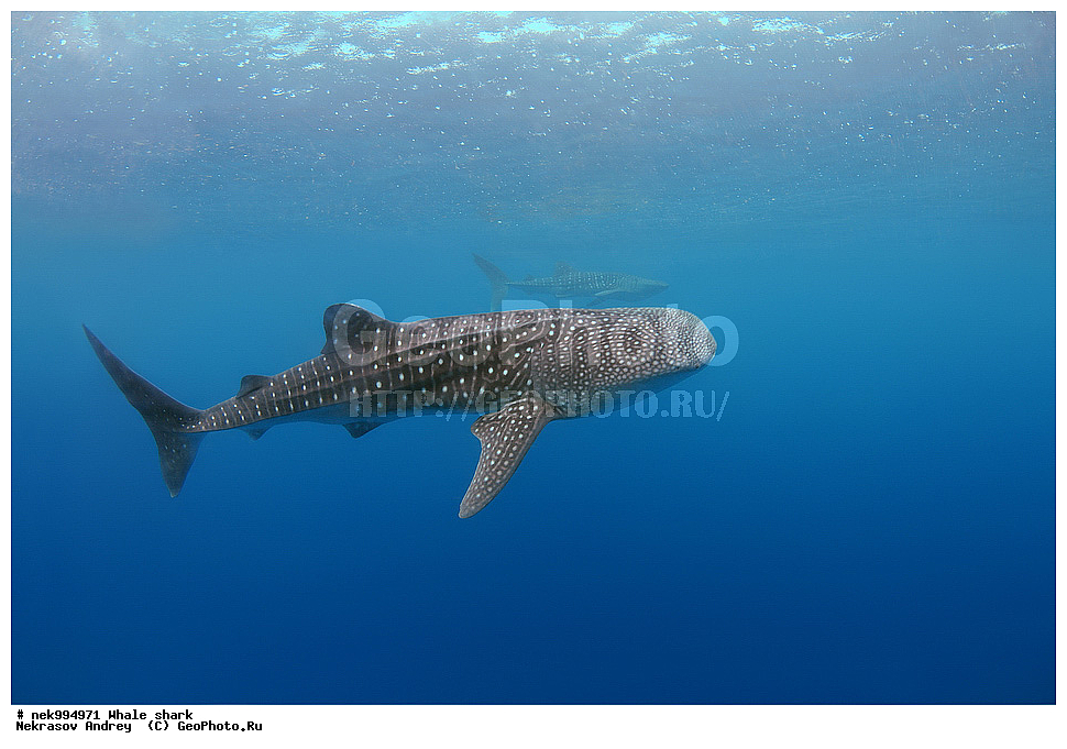 ����, ������� �����, �����, �����, ��������, ���������, ���������� ����, ����-�������, �����, ����, �����, ����������, �������, �����������, ���������, ���, �����, ���������, ���������, ����������, ����, ����, ��������� ���, �������, ������, �����, ����, ���� , ������� �����, �������, �����������, �����������, �����������, �����, �������, �����, ������������, ��������, �������, �����������, �����������, �����������, �����, �������, �����, ������������, ��������