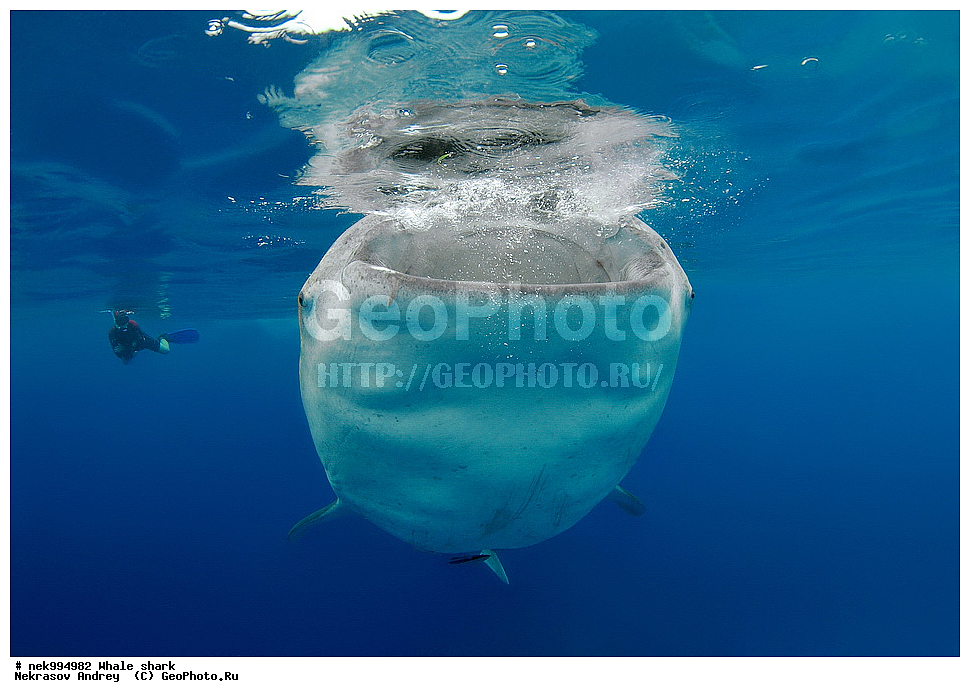 ����, ������� �����, �����, �����, ��������, ���������, ���������� ����, ����-�������, �����, ����, �����, ����������, �������, �����������, ���������, ���, �����, ���������, ���������, ����������, ����, ����, ��������� ���, �������, ������, �����, ����, ���� , ������� �����, �������, �����������, �����������, �����������, �����, �������, �����, ������������, ��������