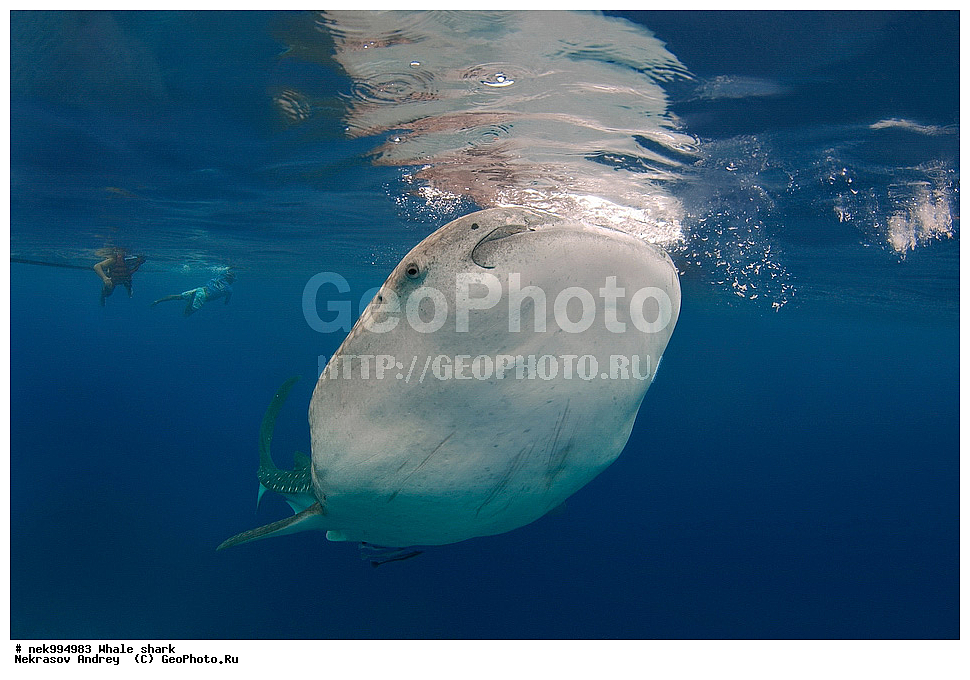 ����, ������� �����, �����, ��������, ��������, ����, ����, XYZ, ������� �����, Rhincodontidae, ������� �����, Rhincodon typus, �����, ��������, ���������, ���������� ����, ����-�������, �����, ����, �����, ����������, �������, �����������, ���������, ���, �����, ���������, ���������, ����������, ����, ����, ��������� ���, �������, ������, �����, ����, ���� , ������� �����, �������, �����������, �����������, �����������, �����, �������, �����, ������������, ��������