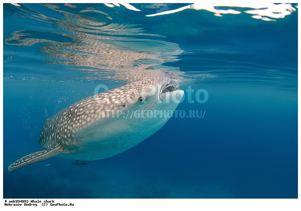 ����, ������� �����, �����, �����, ��������, ���������, ���������� ����, ����-�������, �����, ����, �����, ����������, �������, �����������, ���������, ���, �����, ���������, ���������, ����������, ����, ����, ��������� ���, �������, ������, �����, ����, ���� , ������� �����, �������, �����������, �����������, �����������, �����, �������, �����, ������������, ��������