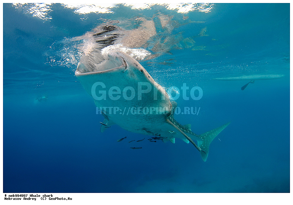 ����, ������� �����, �����, ��������, ��������, ����, ����, XYZ, ������� �����, Rhincodontidae, ������� �����, Rhincodon typus, �����, ��������, ���������, ���������� ����, ����-�������, �����, ����, �����, ����������, �������, �����������, ���������, ���, �����, ���������, ���������, ����������, ����, ����, ��������� ���, �������, ������, �����, ����, ���� , ������� �����, �������, �����������, �����������, �����������, �����, �������, �����, ������������, ��������