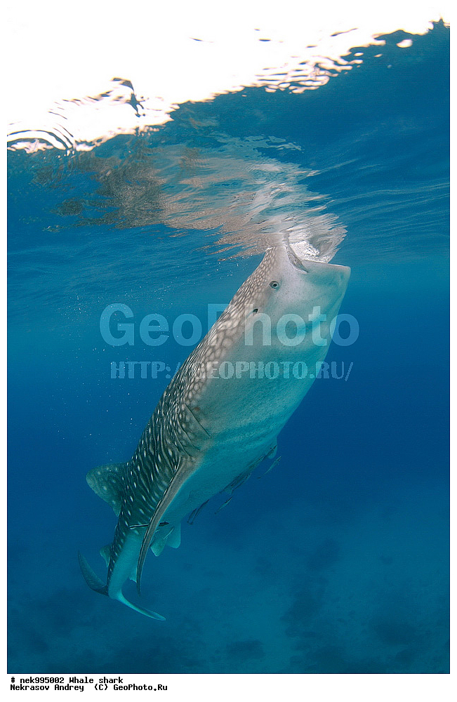 ����, ������� �����, �����, ��������, ��������, ����, ����, XYZ, ������� �����, Rhincodontidae, ������� �����, Rhincodon typus, �����, ��������, ���������, ���������� ����, ����-�������, �����, ����, �����, ����������, �������, �����������, ���������, ���, �����, ���������, ���������, ����������, ����, ����, ��������� ���, �������, ������, �����, ����, ���� , ������� �����, �������, �����������, �����������, �����������, �����, �������, �����, ������������, ��������