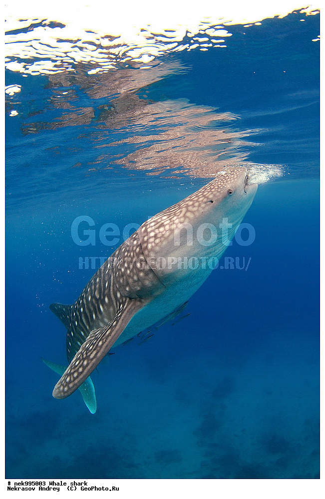 ����, ������� �����, �����, �����, ��������, ���������, ���������� ����, ����-�������, �����, ����, �����, ����������, �������, �����������, ���������, ���, �����, ���������, ���������, ����������, ����, ����, ��������� ���, �������, ������, �����, ����, ���� , ������� �����, �������, �����������, �����������, �����������, �����, �������, �����, ������������, ��������