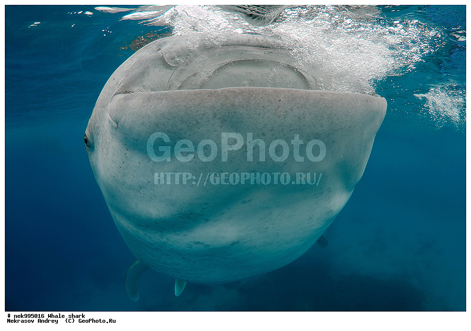 ����, ������� �����, �����, �����, ��������, ���������, ���������� ����, ����-�������, �����, ����, �����, ����������, �������, �����������, ���������, ���, �����, ���������, ���������, ����������, ����, ����, ��������� ���, �������, ������, �����, ����, ���� , ������� �����, �������, �����������, �����������, �����������, �����, �������, �����, ������������, ��������