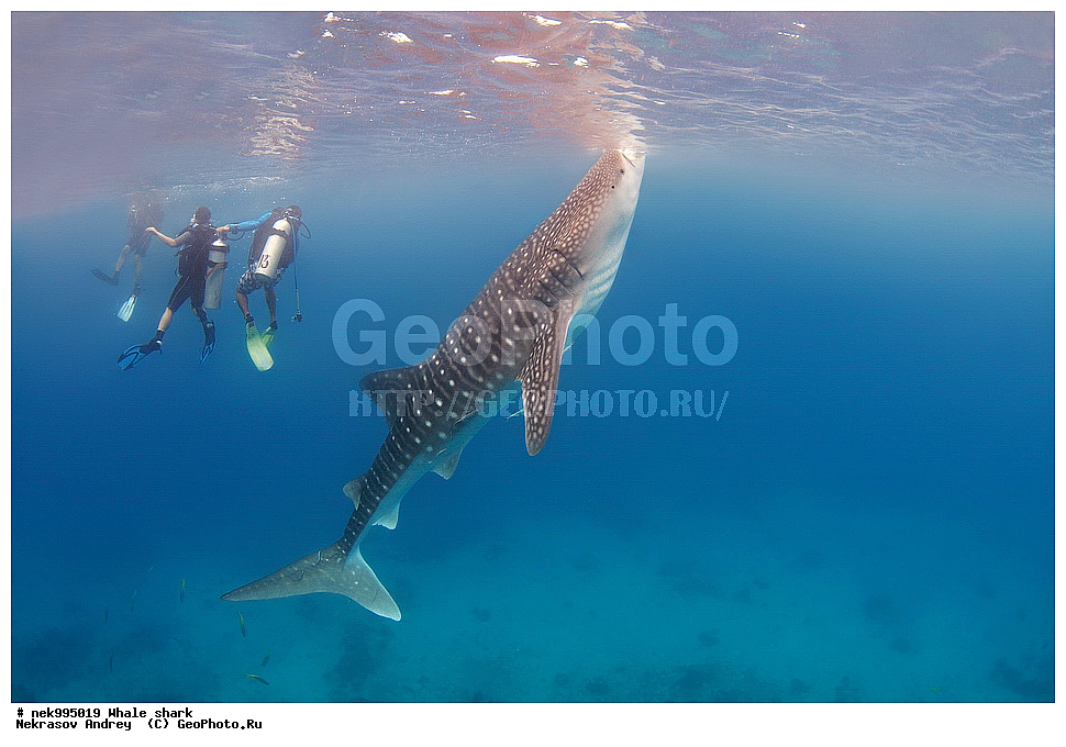 ����, ������� �����, �����, �����, ��������, ���������, ���������� ����, ����-�������, �����, ����, �����, ����������, �������, �����������, ���������, ���, �����, ���������, ���������, ����������, ����, ����, ��������� ���, �������, ������, �����, ����, ���� , ������� �����, �������, �����������, �����������, �����������, �����, �������, �����, ������������, ��������