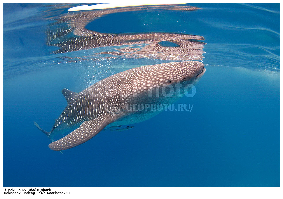 ����, ������� �����, �����, ��������, ��������, ����, ����, XYZ, ������� �����, Rhincodontidae, ������� �����, Rhincodon typus, �����, ��������, ���������, ���������� ����, ����-�������, �����, ����, �����, ����������, �������, �����������, ���������, ���, �����, ���������, ���������, ����������, ����, ����, ��������� ���, �������, ������, �����, ����, ���� , ������� �����, �������, �����������, �����������, �����������, �����, �������, �����, ������������, ��������