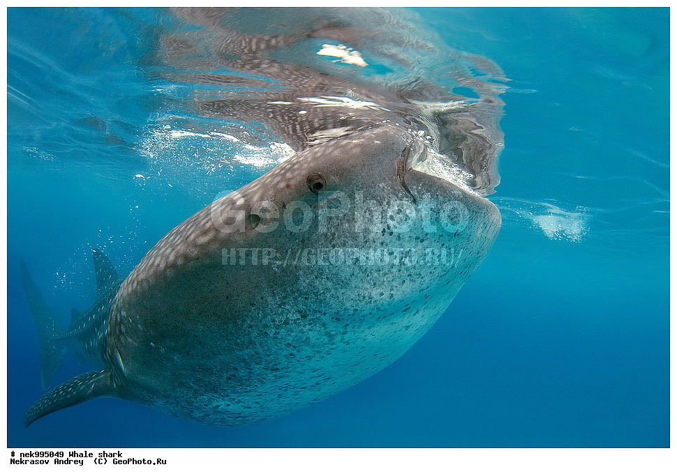 ����, ������� �����, �����, �����, ��������, ���������, ���������� ����, ����-�������, �����, ����, �����, ����������, �������, �����������, ���������, ���, �����, ���������, ���������, ����������, ����, ����, ��������� ���, �������, ������, �����, ����, ���� , ������� �����, �������, �����������, �����������, �����������, �����, �������, �����, ������������, ��������