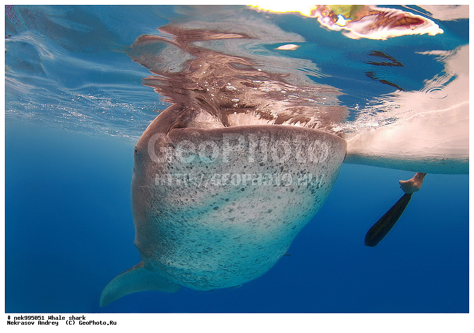 ����, ������� �����, �����, �����, ��������, ���������, ���������� ����, ����-�������, �����, ����, �����, ����������, �������, �����������, ���������, ���, �����, ���������, ���������, ����������, ����, ����, ��������� ���, �������, ������, �����, ����, ���� , ������� �����, �������, �����������, �����������, �����������, �����, �������, �����, ������������, ��������