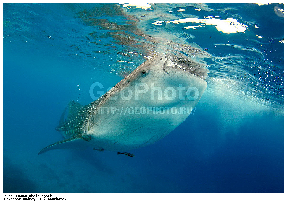 ����, ������� �����, �����, ��������, ��������, ����, ����, XYZ, ������� �����, Rhincodontidae, ������� �����, Rhincodon typus, �����, ��������, ���������, ���������� ����, ����-�������, �����, ����, �����, ����������, �������, �����������, ���������, ���, �����, ���������, ���������, ����������, ����, ����, ��������� ���, �������, ������, �����, ����, ���� , ������� �����, �������, �����������, �����������, �����������, �����, �������, �����, ������������, ��������