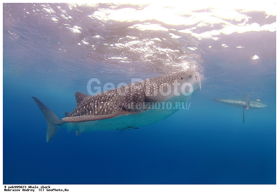 ����, ������� �����, �����, �����, ��������, ���������, ���������� ����, ����-�������, �����, ����, �����, ����������, �������, �����������, ���������, ���, �����, ���������, ���������, ����������, ����, ����, ��������� ���, �������, ������, �����, ����, ���� , ������� �����, �������, �����������, �����������, �����������, �����, �������, �����, ������������, ��������