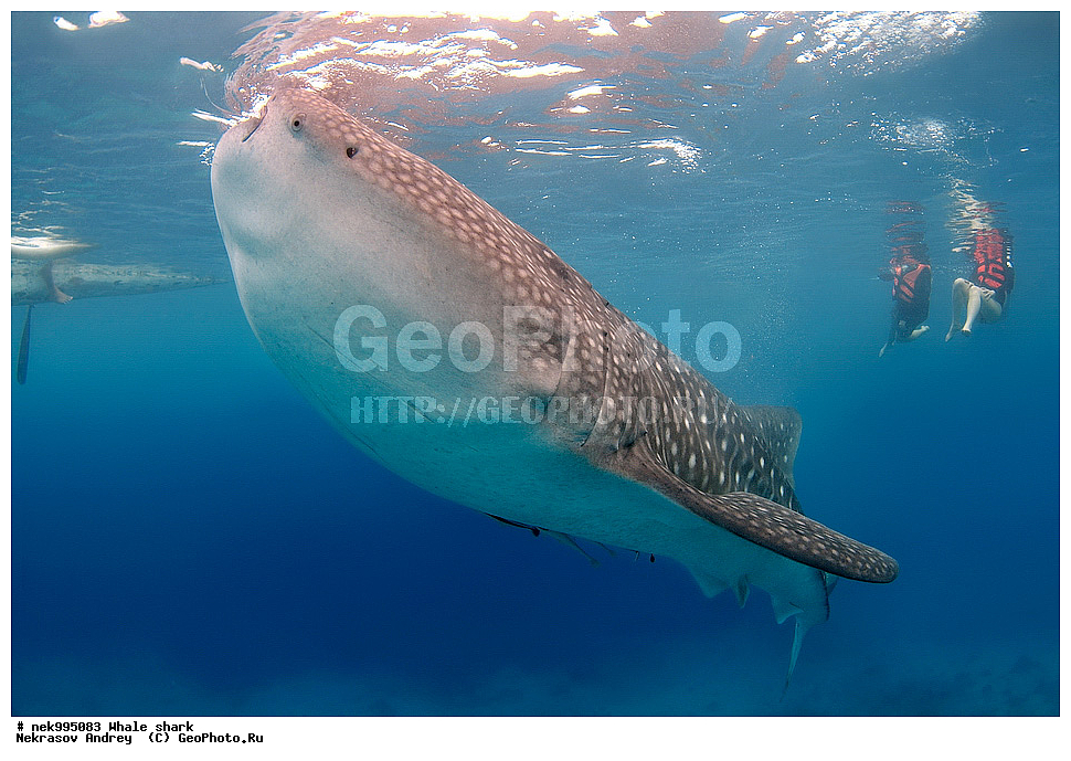 ����, ������� �����, �����, ��������, ��������, ����, ����, XYZ, ������� �����, Rhincodontidae, ������� �����, Rhincodon typus, �����, ��������, ���������, ���������� ����, ����-�������, �����, ����, �����, ����������, �������, �����������, ���������, ���, �����, ���������, ���������, ����������, ����, ����, ��������� ���, �������, ������, �����, ����, ���� , ������� �����, �������, �����������, �����������, �����������, �����, �������, �����, ������������, ��������