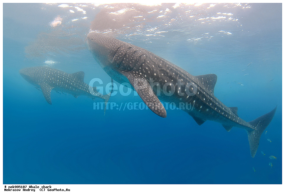 ����, ������� �����, �����, ��������, ��������, ����, ����, XYZ, ������� �����, Rhincodontidae, ������� �����, Rhincodon typus, �����, ��������, ���������, ���������� ����, ����-�������, �����, ����, �����, ����������, �������, �����������, ���������, ���, �����, ���������, ���������, ����������, ����, ����, ��������� ���, �������, ������, �����, ����, ���� , ������� �����, �������, �����������, �����������, �����������, �����, �������, �����, ������������, ��������