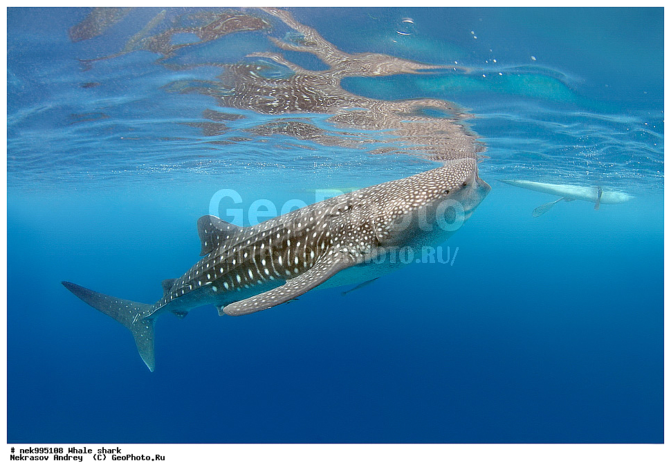 ����, ������� �����, �����, ��������, ��������, ����, ����, XYZ, ������� �����, Rhincodontidae, ������� �����, Rhincodon typus, �����, ��������, ���������, ���������� ����, ����-�������, �����, ����, �����, ����������, �������, �����������, ���������, ���, �����, ���������, ���������, ����������, ����, ����, ��������� ���, �������, ������, �����, ����, ���� , ������� �����, �������, �����������, �����������, �����������, �����, �������, �����, ������������, ��������