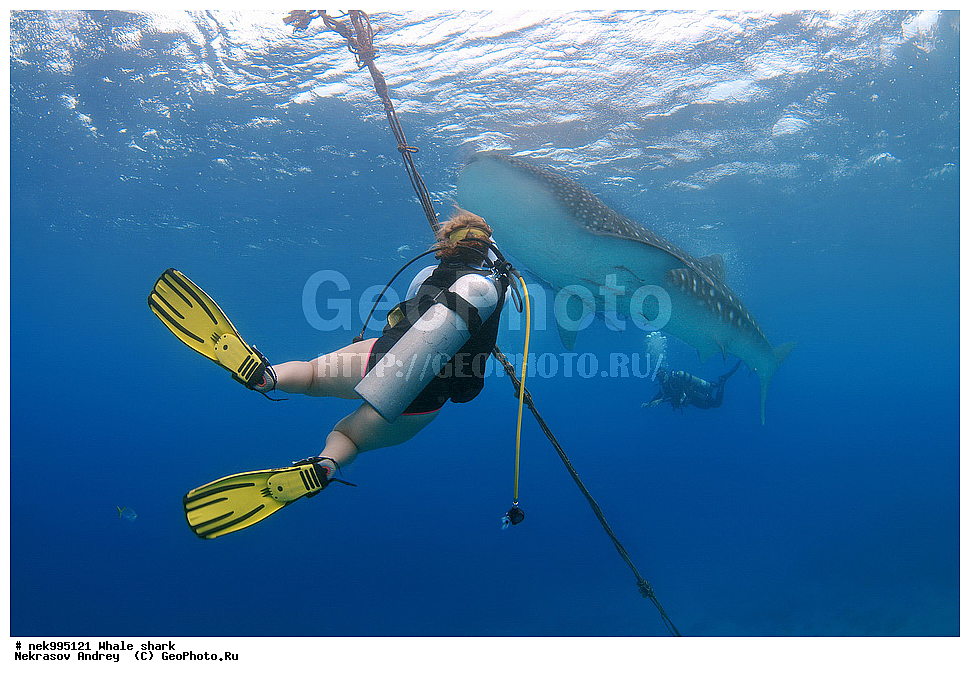 ����, ������� �����, �����, �����, ��������, ���������, ���������� ����, ����-�������, �����, ����, �����, ����������, �������, �����������, ���������, ���, �����, ���������, ���������, ����������, ����, ����, ��������� ���, �������, ������, �����, ����, ���� , ������� �����, �������, �����������, �����������, �����������, �����, �������, �����, ������������, ��������