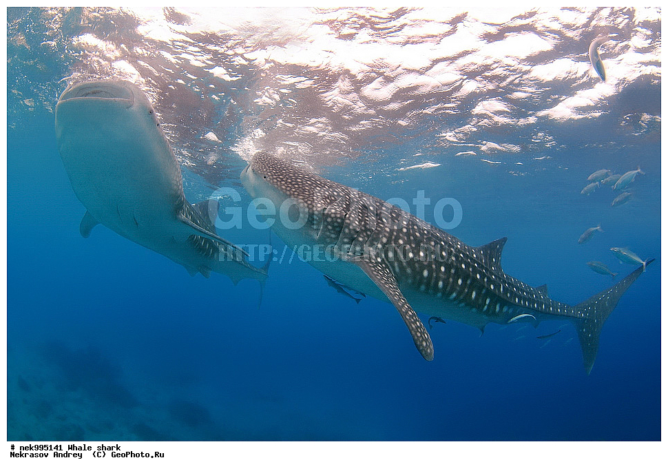 ����, ������� �����, �����, ��������, ��������, ����, ����, XYZ, ������� �����, Rhincodontidae, ������� �����, Rhincodon typus, �����, ��������, ���������, ���������� ����, ����-�������, �����, ����, �����, ����������, �������, �����������, ���������, ���, �����, ���������, ���������, ����������, ����, ����, ��������� ���, �������, ������, �����, ����, ���� , ������� �����, �������, �����������, �����������, �����������, �����, �������, �����, ������������, ��������