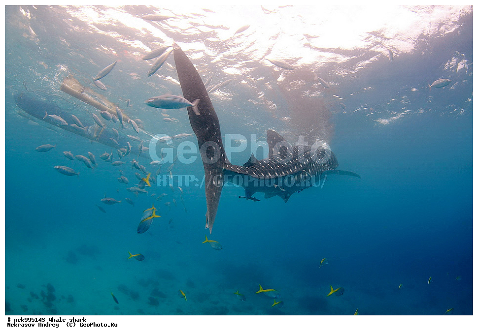 ����, ������� �����, �����, �����, ��������, ���������, ���������� ����, ����-�������, �����, ����, �����, ����������, �������, �����������, ���������, ���, �����, ���������, ���������, ����������, ����, ����, ��������� ���, �������, ������, �����, ����, ���� , ������� �����