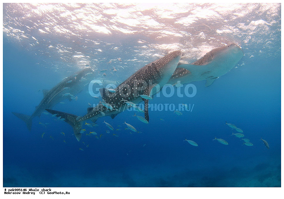 ����, ������� �����, �����, ��������, ��������, ����, ����, XYZ, ������� �����, Rhincodontidae, ������� �����, Rhincodon typus, �����, ��������, ���������, ���������� ����, ����-�������, �����, ����, �����, ����������, �������, �����������, ���������, ���, �����, ���������, ���������, ����������, ����, ����, ��������� ���, �������, ������, �����, ����, ���� , ������� �����, �������, �����������, �����������, �����������, �����, �������, �����, ������������, ��������