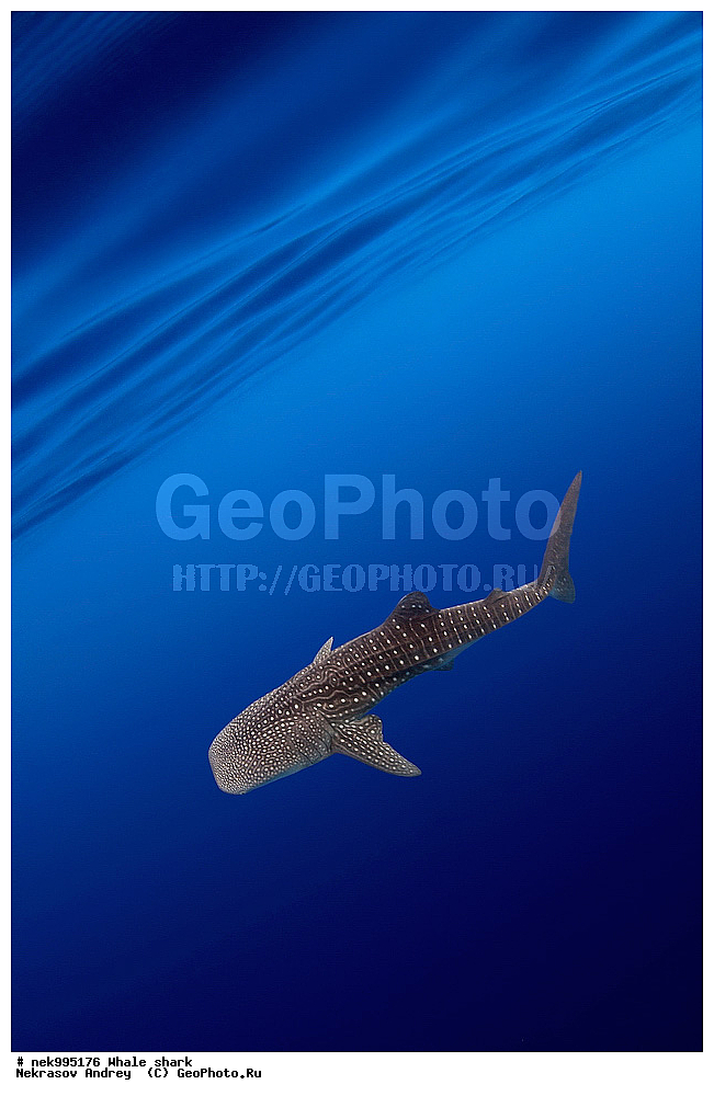 ����, ������� �����, �����, ��������, ��������, ����, ����, XYZ, ������� �����, Rhincodontidae, ������� �����, Rhincodon typus, �����, ��������, ���������, ���������� ����, ����-�������, �����, ����, �����, ����������, �������, �����������, ���������, ���, �����, ���������, ���������, ����������, ����, ����, ��������� ���, �������, ������, �����, ����, ���� , ������� �����, �������, �����������, �����������, �����������, �����, �������, �����, ������������, ��������