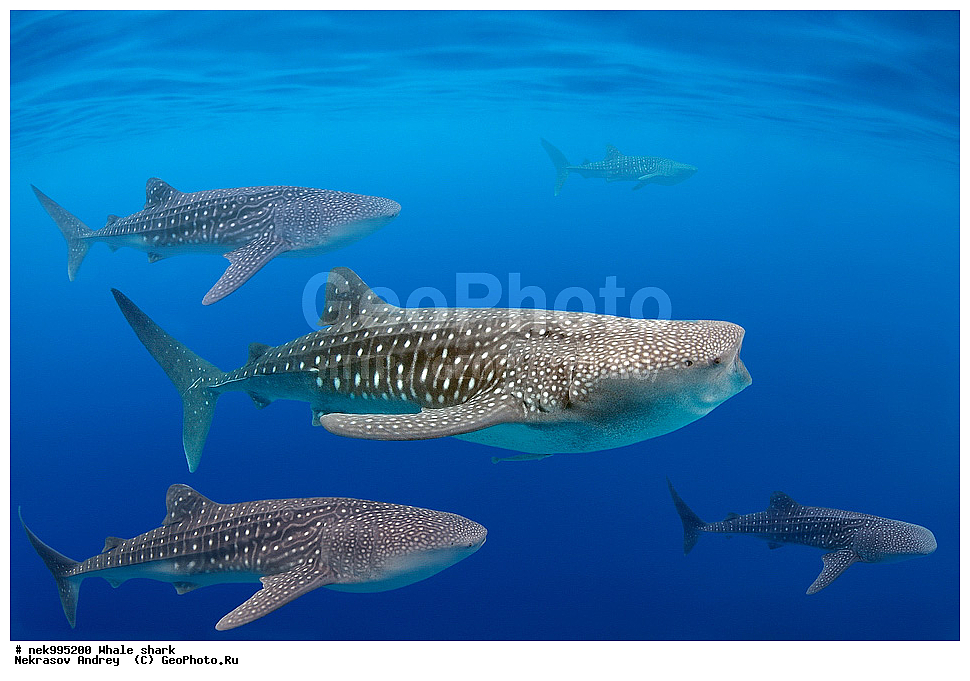 ����, ������� �����, �����, �����, ��������, ���������, ���������� ����, ����-�������, �����, ����, �����, ����������, �������, �����������, ���������, ���, �����, ���������, ���������, ����������, ����, ����, ��������� ���, �������, ������, �����, ����, ���� , ������� �����, �������, �����������, �����������, �����������, �����, �������, �����, ������������, ��������