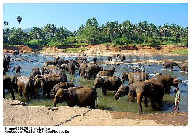 ����, ���������, ������, ���-�����, ����, �������� ��������, �������������, �����, �����, XYZ, ��������, Proboscidea, ��������� ����, ��������� ����, Elephas maximus, ��������, Elephantidae