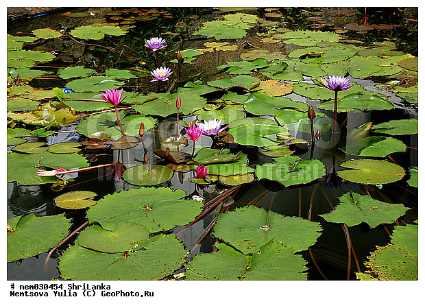 ����, ��������, ������, ���-�����, ������, �������� ���� ��������