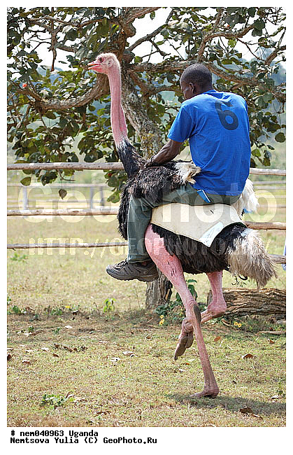 ������, ������, �������� ����, �������, �����, ������ ������