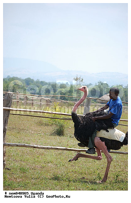 ������, ������, �������� ����, �������, �����, ������ ������