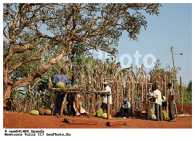 Artocarpus, ������, ������, �����, ������� ������