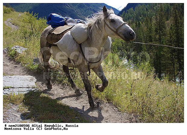 �����, ������