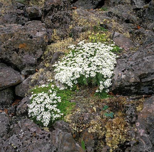 ������� ������, ��������, ������, ��������, �������