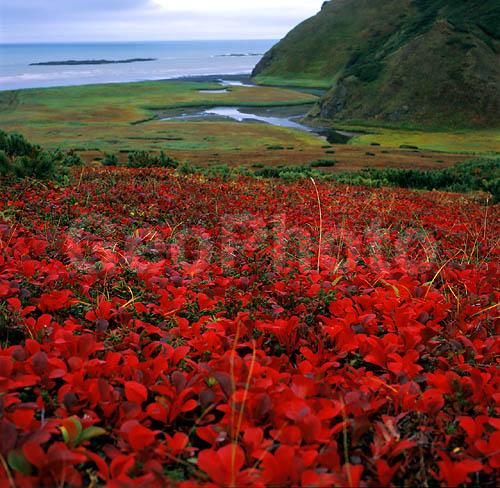 ������� ������, ��������, ������, ��������, �������