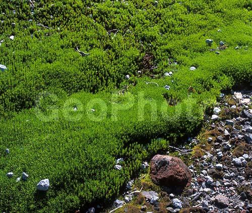 ������� ������, ��������, ������, ��������, �������