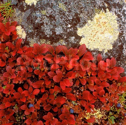 ������� ������, ��������, ������, ��������, �������