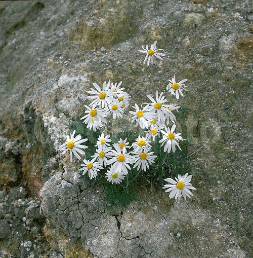 ����� ������, ������