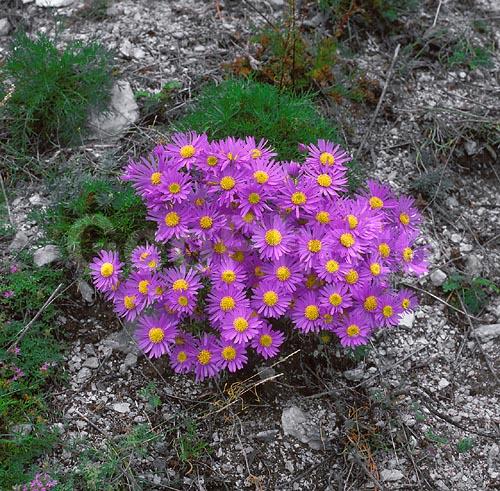 ����� ������, ������