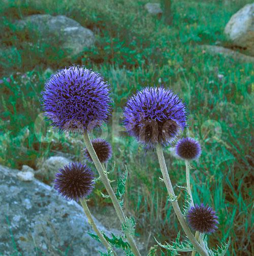 ����� ������, ������