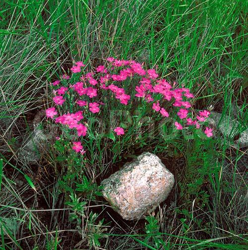 ����� ������, ������