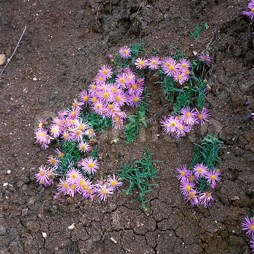 ����� ������, ������