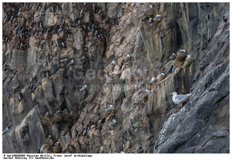 �����, ������ ������, ���������, �������, ������� ������, ���������� �������, ��������� ����, ������� ������, ���������� �������, ��������� ����, ���, �������� ��������� �����, ��������, ��������, �����, �����, ��������, �����������, ������� �����, ������� �����, XYZ, ��������, Laridae, ����������, Larus hyperboreus, ������, Rissa tridactyla, ����������, Alcidae, ������������ �����, ������������� �����, Uria lomvia