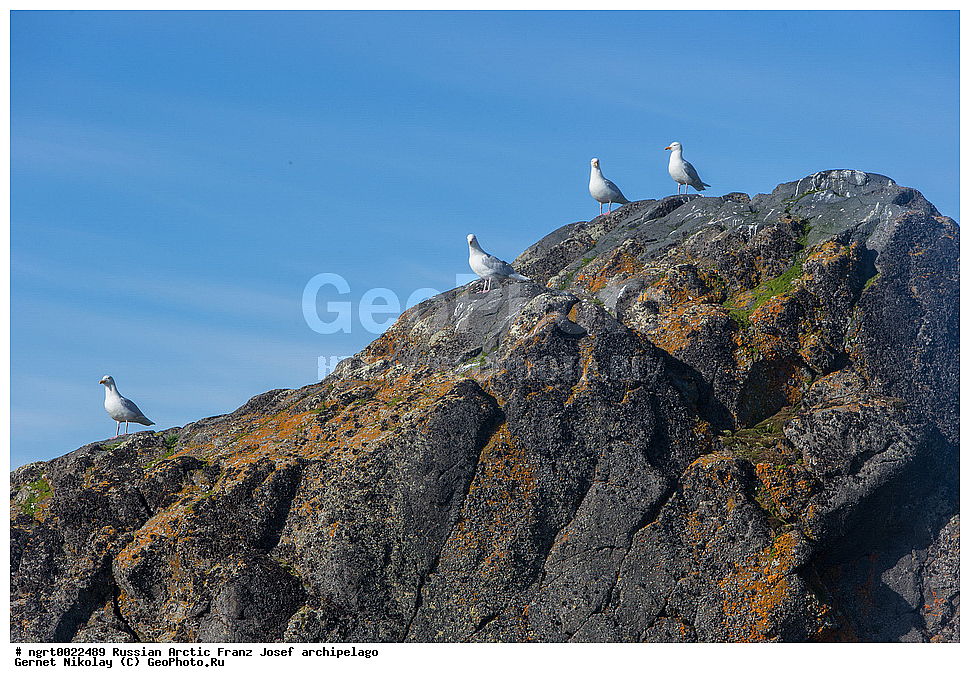 �����, ���������, ����� ������-������, �������, ������� ������, ���������� �������, ��������� ����, ������� ������, ���������� �������, ��������� ����, ��������, ��������, �����, �����, ��������, �����������, ������� �����, ������� �����, XYZ, ��������, Laridae, ����������, Larus hyperboreus, ���, �������� ��������� �����