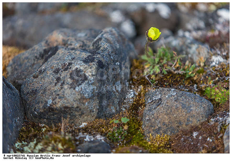 ��������, ���������, ����� ������-������, �������, ������� ������, ���������� �������, ��������� ����, ������� ������, ���������� �������, ��������� ����, ���, �������� ��������� �����, ������ ��������, �����, ���������� ��������, ������������ ��������, ������������ ��������, ������, �����, XYZ, �������, Papaveraceae, ��� �����������, Papaver lapponicum