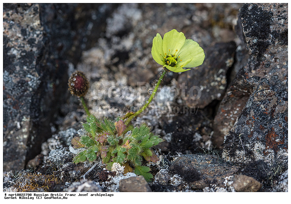 ��������, ���������, ����� ������-������, �������, ������� ������, ���������� �������, ��������� ����, ������� ������, ���������� �������, ��������� ����, ���, �������� ��������� �����, ������ ��������, �����, ���������� ��������, ������������ ��������, ������������ ��������, ������, �����, XYZ, �������, Papaveraceae, ��� �����������, Papaver lapponicum